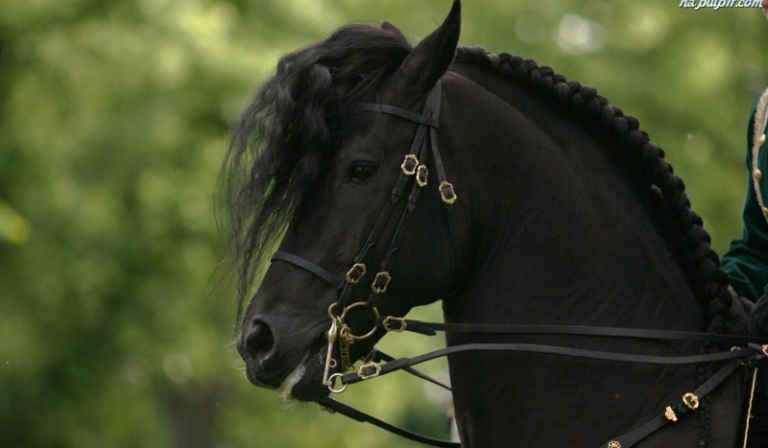 Wybierz  liczbę i wylosuj zdjęcie