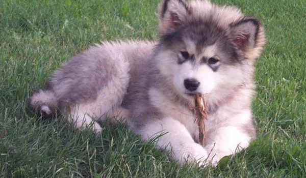 jakim psem bedziesz ?