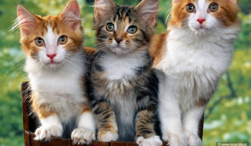 Czy chcesz słodkiego kota?