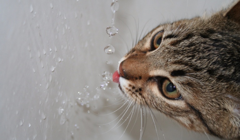 Jaki kot do Ciebie pasuje