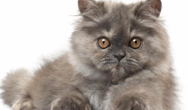 Czy rozpoznasz wszystkie rasy kotów ?