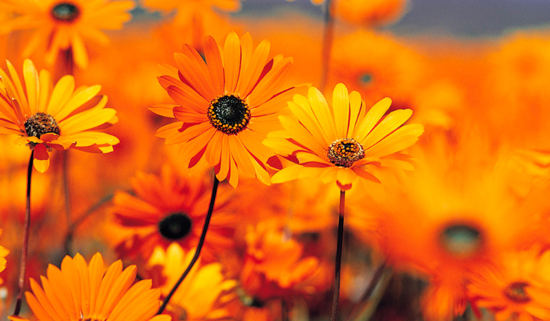 twoja nowa przyjaciółka #1