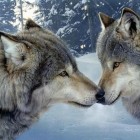 LoveWolf