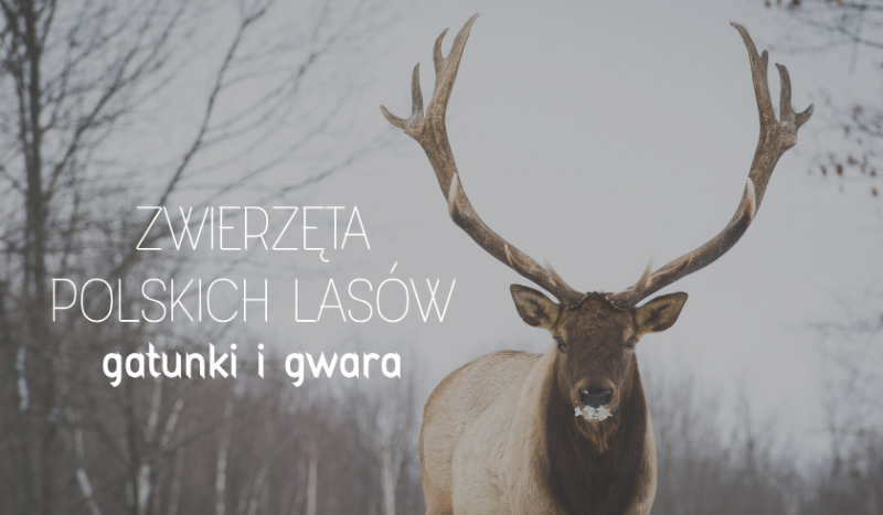 Zwierzęta polskich lasów – gatunki i gwara