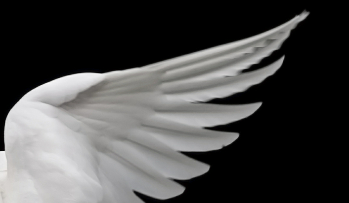 Jakie skrzydła do Ciebie pasują?