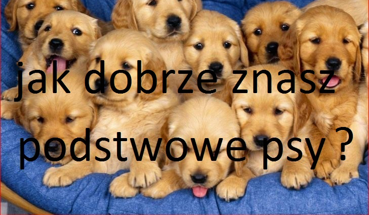 czy znasz podstawowe psy?
