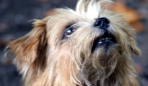 Czy przygarniesz zwierzaka?