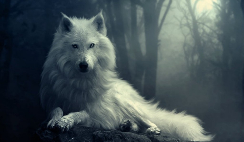 MÓJ PRZYJACIEL WILK #1