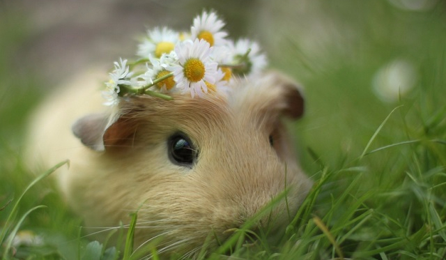 czy lubisz świnki morskie?