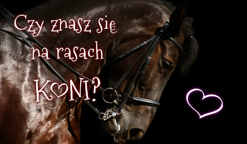 Czy znasz się na rasach koni?