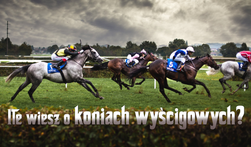 Jak dobrze znasz się na koniach wyścigowych?
