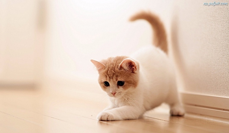 Jak się nazyważ w świecie kotów?