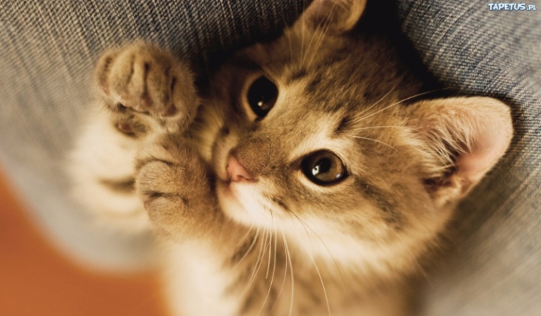 Jakie zwierzę do Ciebie pasuje ?