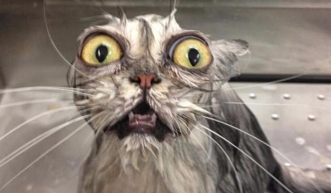 Czy znasz się na rasach kotów?