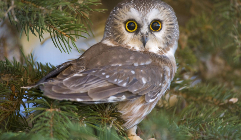 Czy jesteś prawdziwą sową?