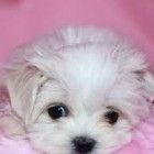 Malgorzata_Stepinska