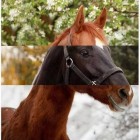 Polish_equestrian