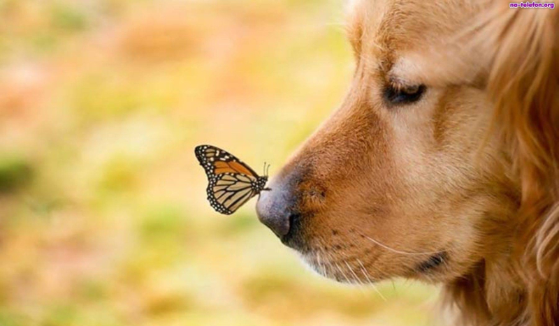 Jak dobrze znasz rasy psów ?