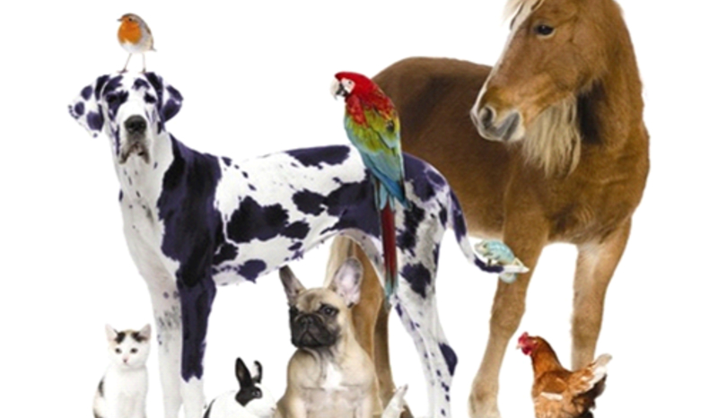 Czy twój pies cie lubi?