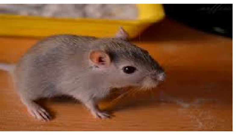 Czy znasz się na myszoskoczkach ?