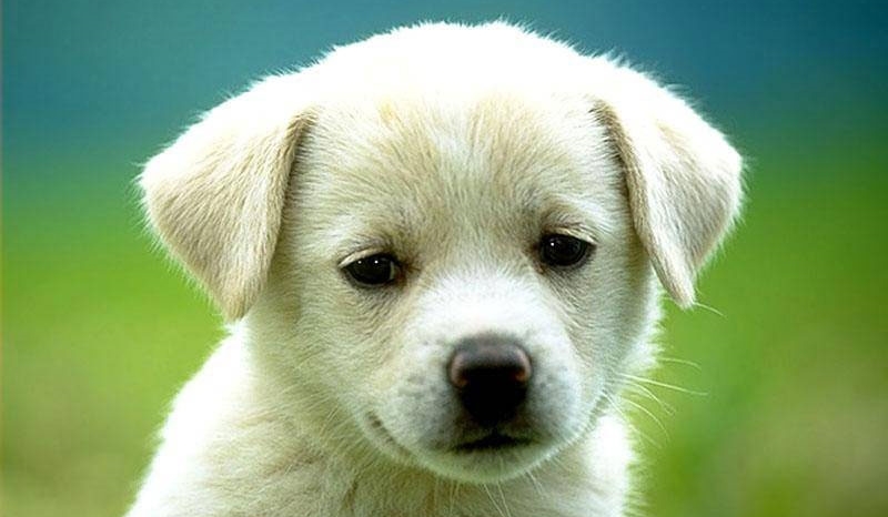 Która rasa psa do ciebie pasuje