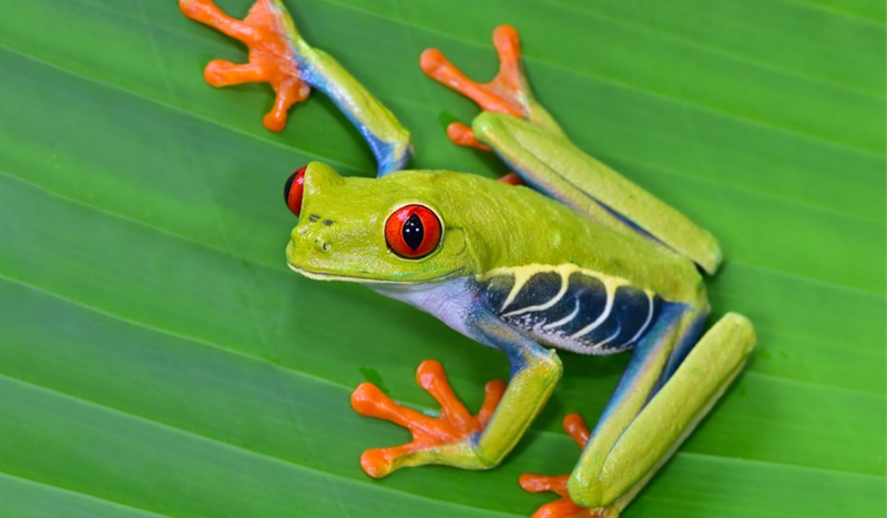 Jaką rechotką jesteś ?