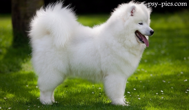 Znasz się na psach?