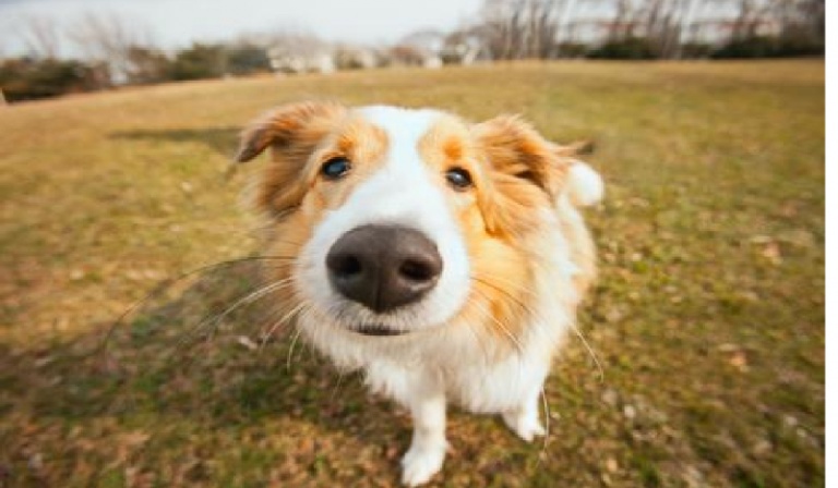 Za kogo uważa Cię Twój pies ?