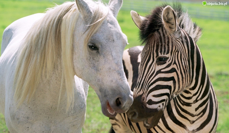 Co myślą o Tobie konie ?