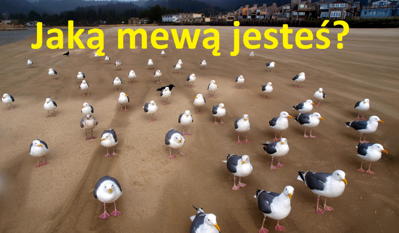 Jaką mewą jesteś?