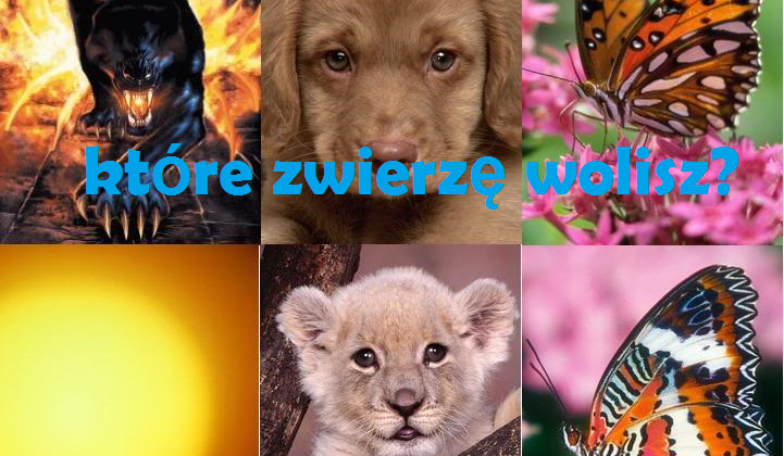 które zwierzę wolisz?