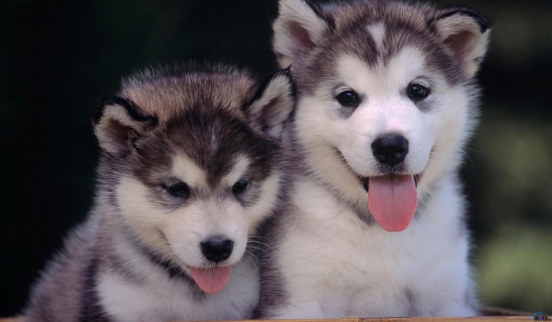 Jakie zwierzę do ciebie pasuje ???