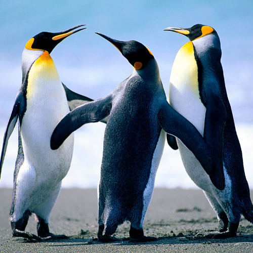pingwiny_na_pustynii