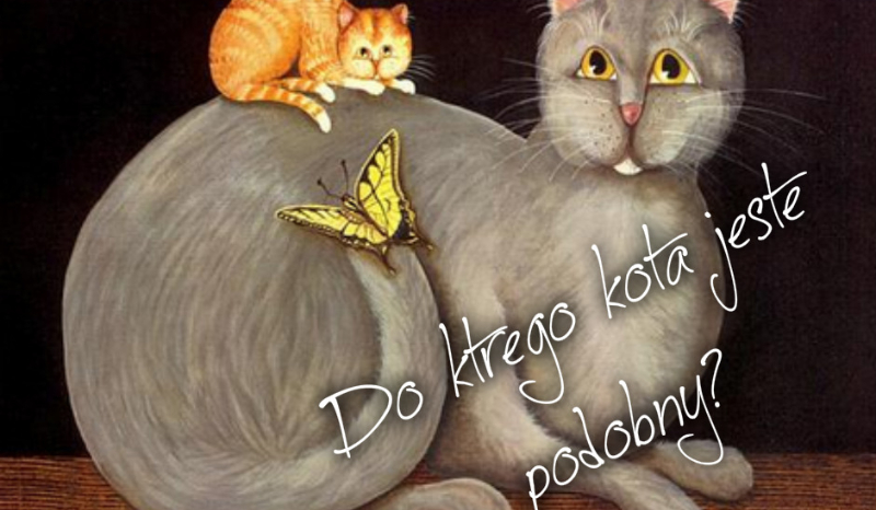 Krótki test „Do którego kota jesteś padobny?”