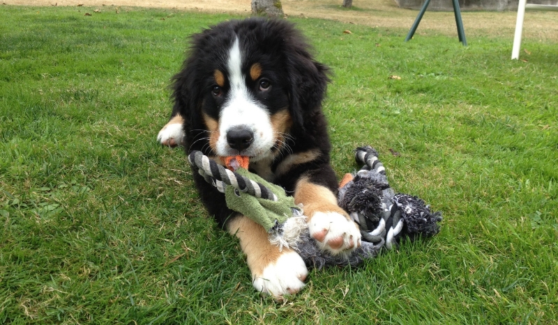 JAKA RASA PSA DO CIEBIE PASUJE ?