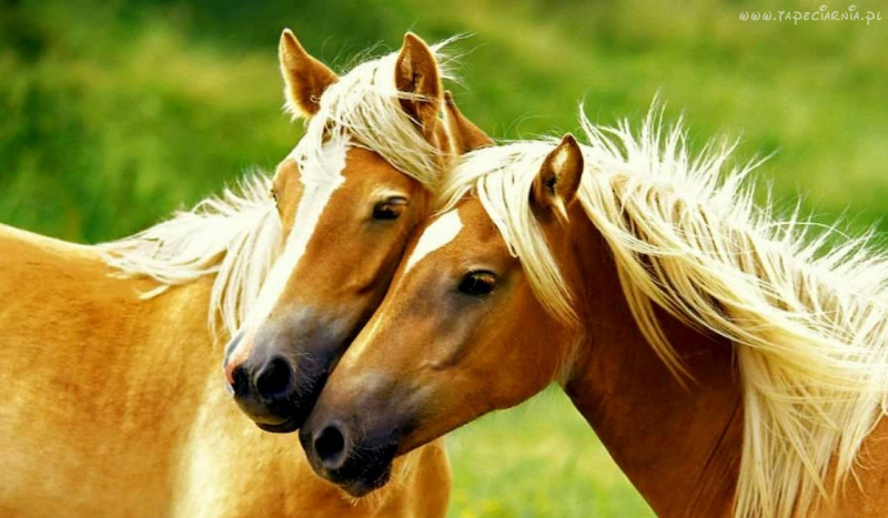 Czy rozpoznasz te ekipy?