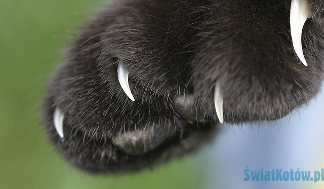 Ile kot ma pazurów?