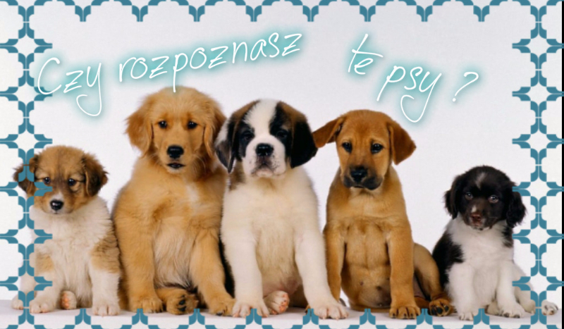 Czy rozpoznasz te psy ?