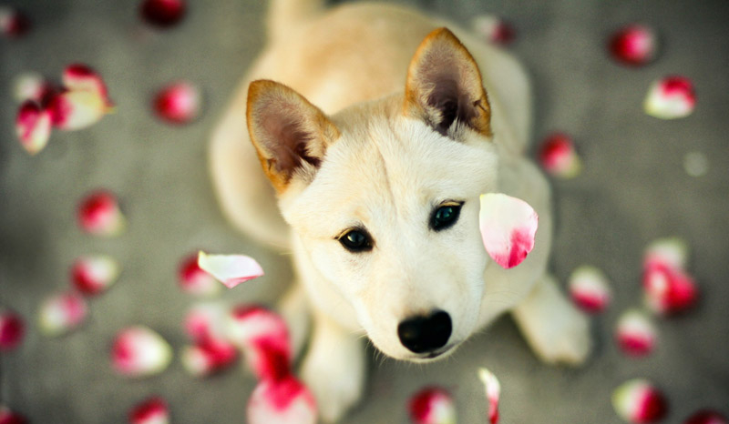 Jaka rasa psa do Ciebie pasuje?