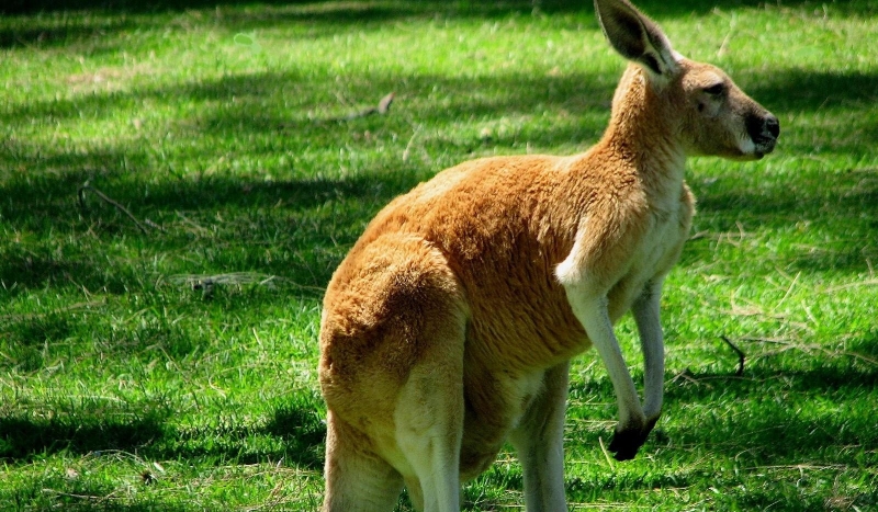 Jakim jesteś kangurem?