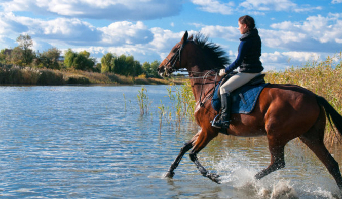 Jaka dyscyplina jeździecka do Ciebie pasuje?