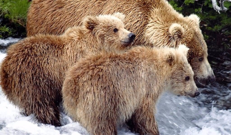 Jakim misiem jesteś?