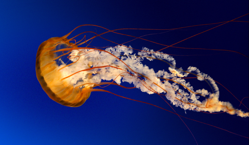 przygoda Mery część pierwsza