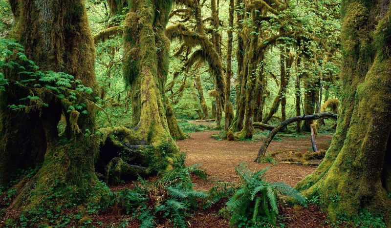 Czy przeżyjesz w Dżungli?