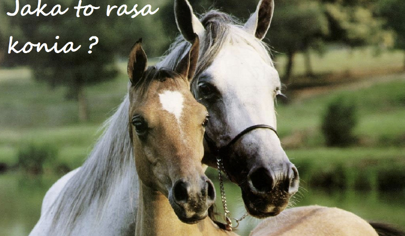 Jaka to rasa konia?