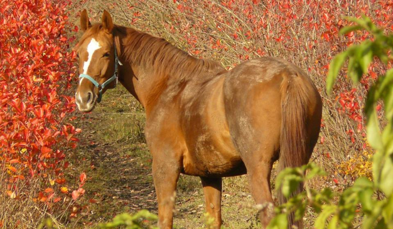 Czy jesteś prawdziwym koniarzem?