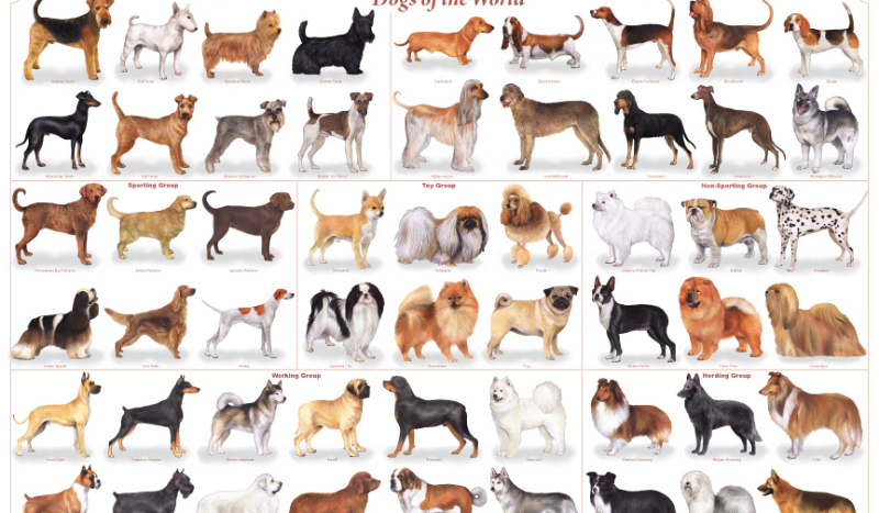 czy odgadniesz co to za rasa psa?