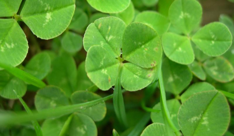 Jaki jest Twój los?