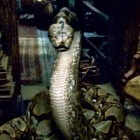 Nagini