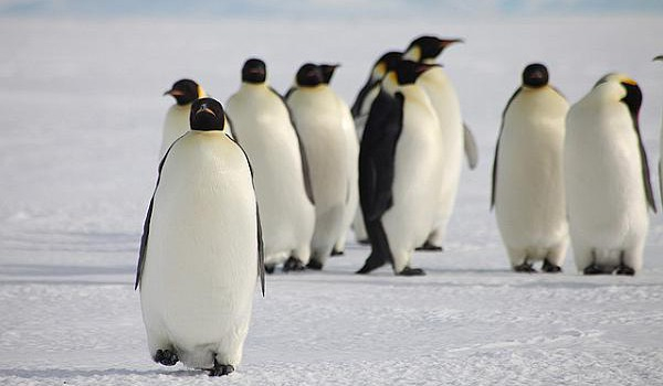 Ile wiesz o pingwinach Królewskich ?